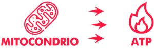 Coenzima Q10 produce il 95% dell’energia del nostro corpo
