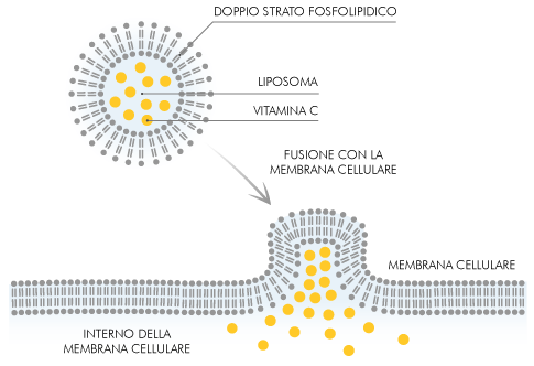 integratore vitamina c liposomiale difese immunitarie basse