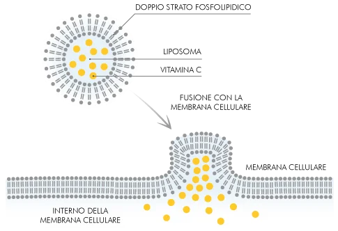 integratore vitamina c liposomiale difese immunitarie basse